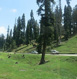 Patnitop Tour Packages